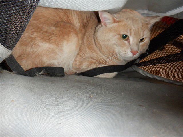 LOVELY - Domestic Short Hair available for adoption