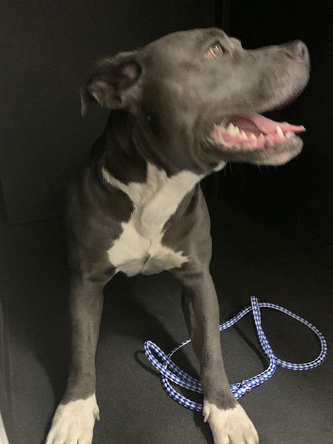 ROXIE - Pit Bull Terrier available for adoption