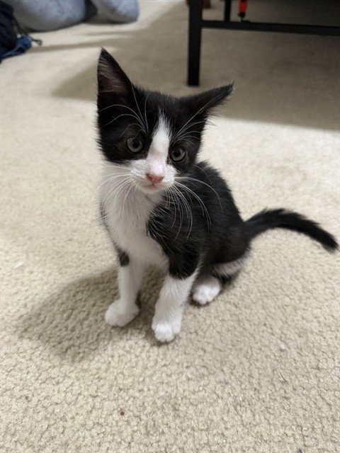 FLASH - Domestic Short Hair available for adoption