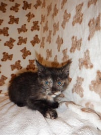 XENA - Photo 1