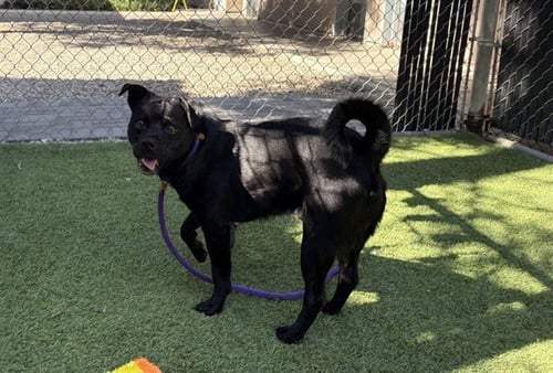 EASTER BUNNY - Pug available for adoption