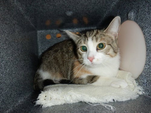 LAVENDER - Domestic Short Hair for adoption in San Jose