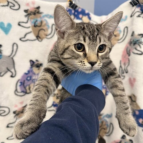 BRIE - Domestic Short Hair available for adoption