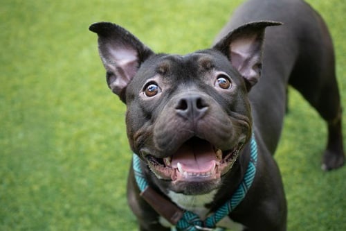 KIWI - French Bulldog / Pit Bull Terrier available for adoption