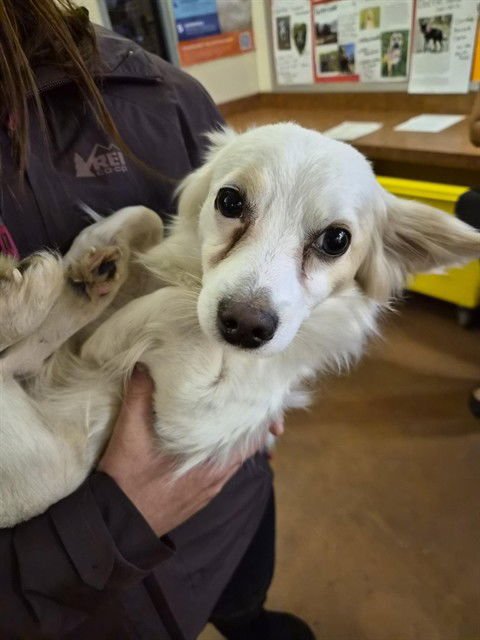 ANGEL - Chihuahua available for adoption