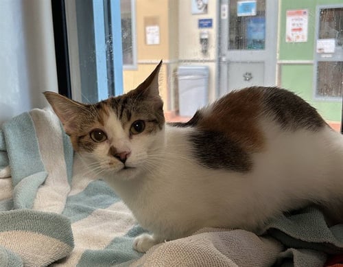 COOKIE - Domestic Short Hair available for adoption