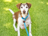BUDDY - Photo 1