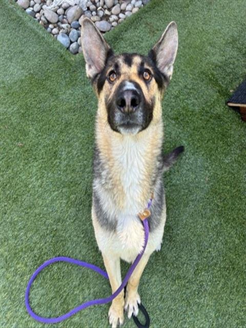 KIT-KAT - German Shepherd Dog available for adoption