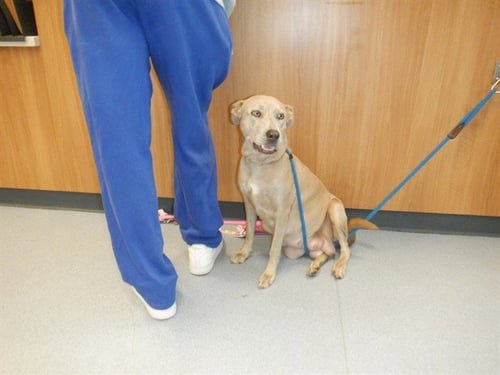 TATI - Labrador Retriever / Pit Bull Terrier available for adoption
