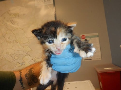 BASIL - Domestic Short Hair available for adoption