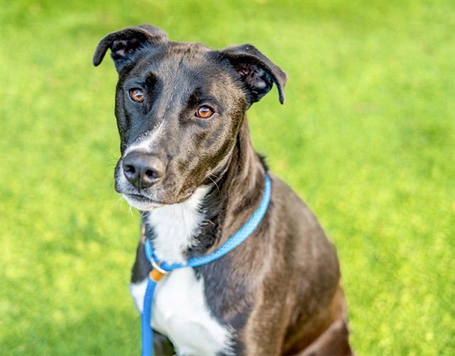 HALO - Labrador Retriever available for adoption