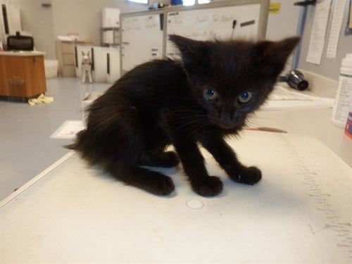 CHOCO - Domestic Medium Hair available for adoption