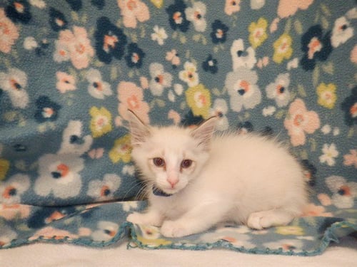 AVENTURINE - Domestic Short Hair available for adoption
