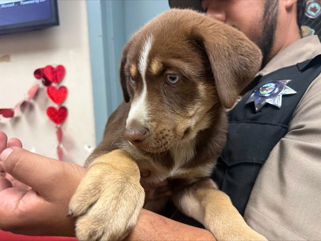 AL PASTOR - Siberian Husky / Doberman Pinscher available for adoption