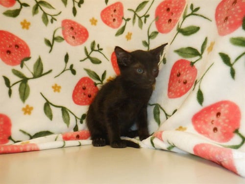 NANO - Domestic Short Hair available for adoption