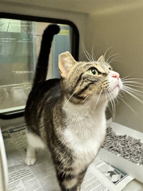 BUTTONS - Domestic Short Hair available for adoption