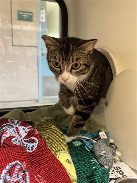 BUTTONS - Domestic Short Hair for adoption in San Jose