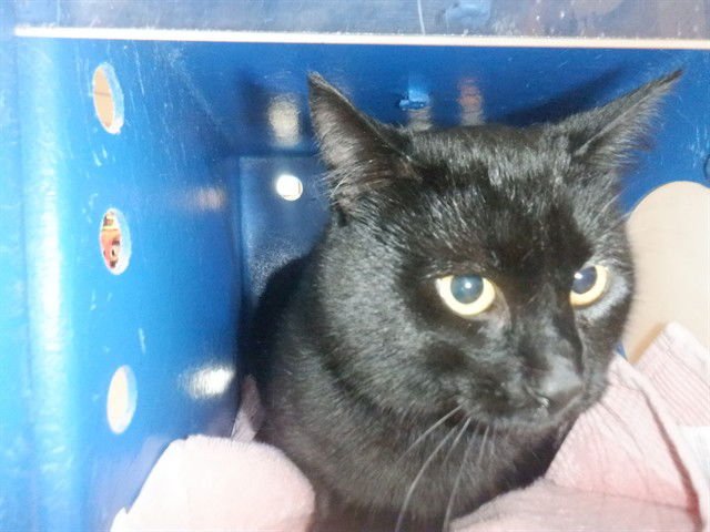 DENZEL - Domestic Medium Hair available for adoption