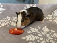 PIPSQUEAK - Photo 1