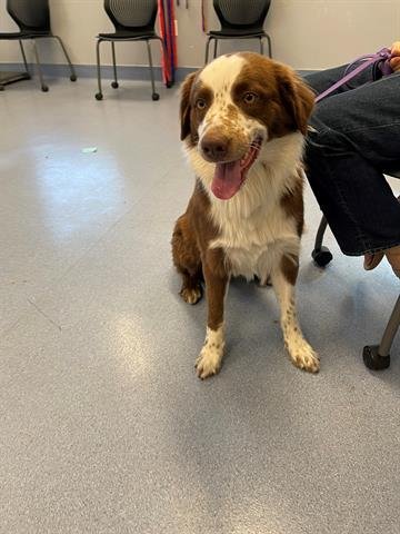 CHASE - Australian Shepherd available for adoption