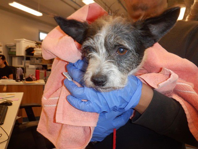 MURIEL - Chihuahua available for adoption