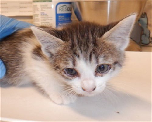 A1410681 - Domestic Short Hair available for adoption