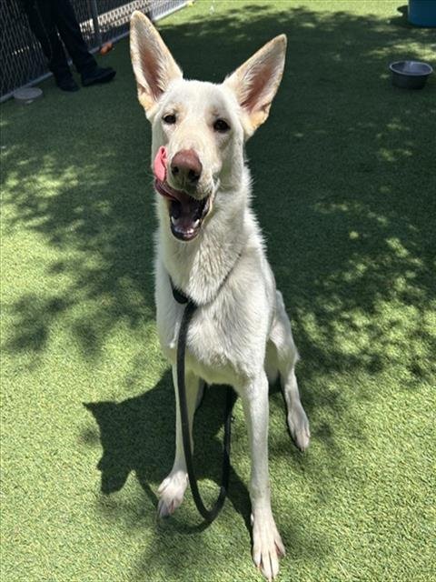 SELENA - German Shepherd Dog available for adoption