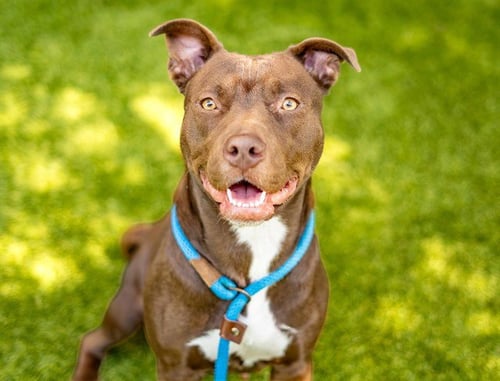 ANNA - Labrador Retriever / Pit Bull Terrier available for adoption