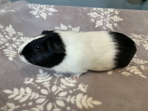 PARMESAN - Guinea Pig available for adoption