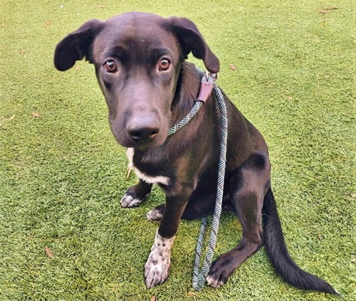SPECKIES - German Shepherd Dog available for adoption