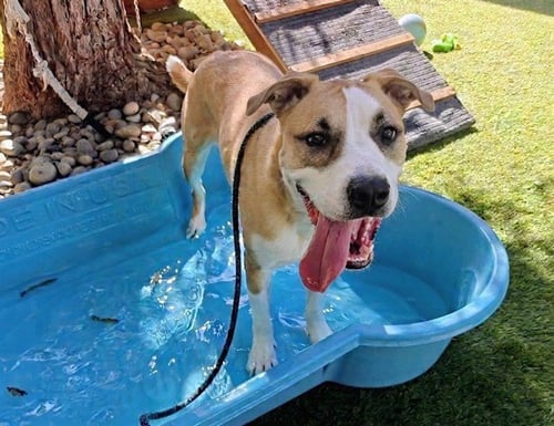 BARBARA JEAN - Siberian Husky / Pit Bull Terrier available for adoption