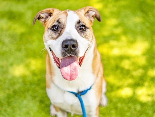 BARBARA JEAN - Siberian Husky / Pit Bull Terrier available for adoption