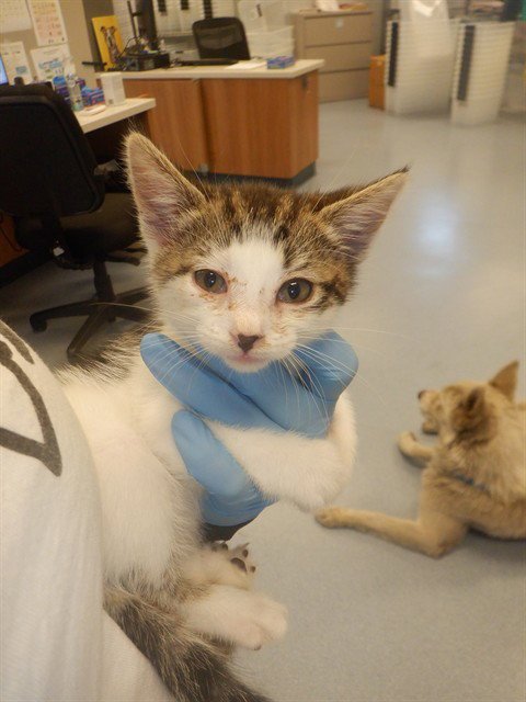 BELLE - Domestic Short Hair available for adoption