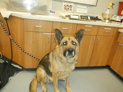 CLAWDIA - German Shepherd Dog available for adoption