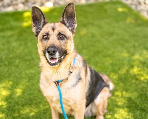 CLAWDIA - German Shepherd Dog available for adoption