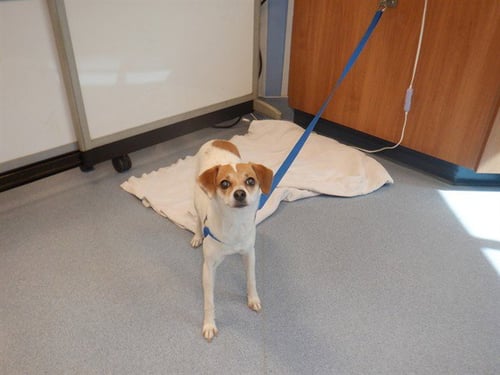 A1415603 - Chihuahua available for adoption
