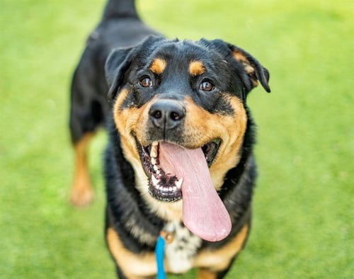 TRUCK - Rottweiler available for adoption