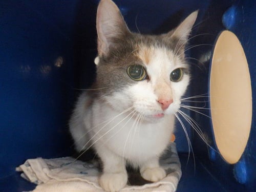 BABY - Domestic Short Hair available for adoption