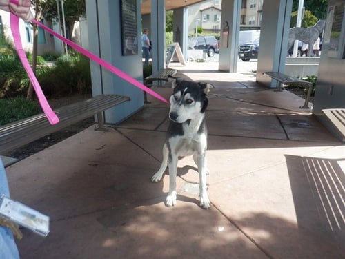 JOE JONAS - Siberian Husky / German Shepherd Dog available for adoption
