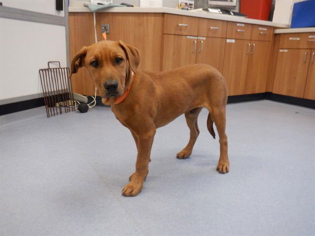 COOPER - Redbone Coonhound available for adoption