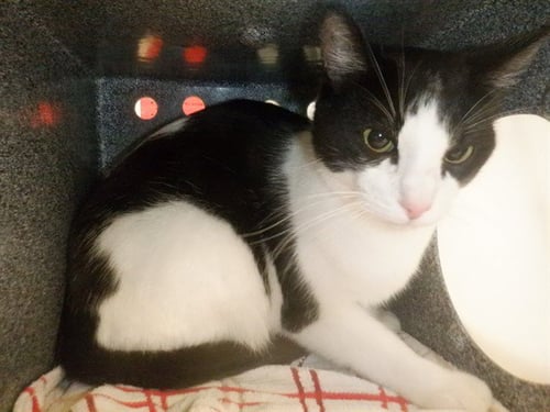 LUCKY - Domestic Short Hair available for adoption