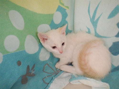 TIBERIUS - Domestic Short Hair available for adoption