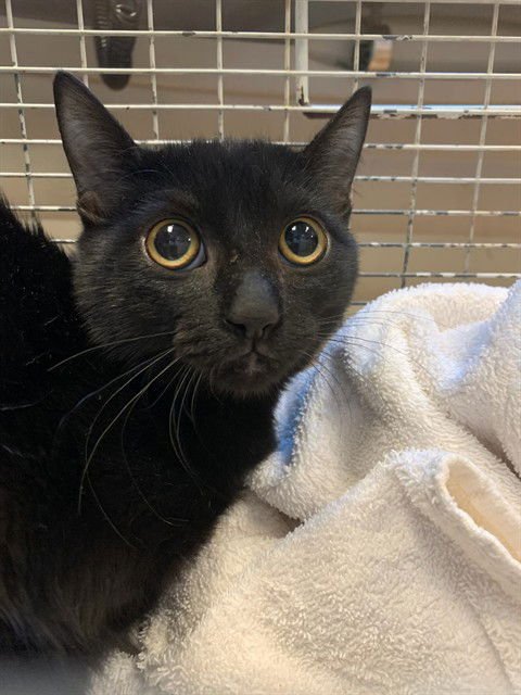 SLEEK - Domestic Short Hair available for adoption