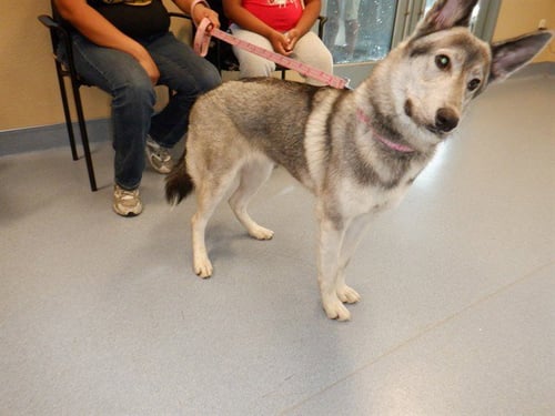 PIGEON - Husky available for adoption
