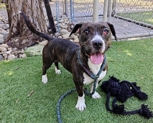 ZSA ZSA - Dachshund / Pit Bull Terrier available for adoption