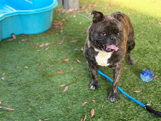 NUTELLA - French Bulldog available for adoption