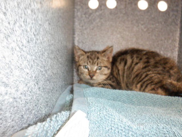 BAXTER - Domestic Short Hair available for adoption