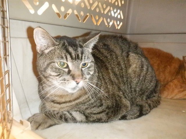 MIA - Domestic Short Hair available for adoption