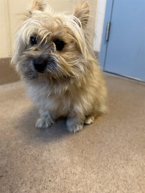 BUNNY - Yorkshire Terrier Yorkie available for adoption