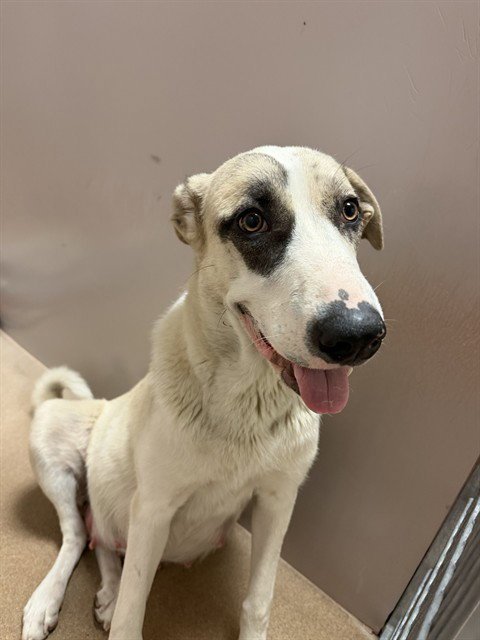 NOODLE - Anatolian Shepherd / Great Pyrenees available for adoption